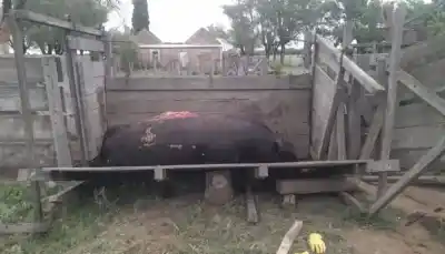 En Justo Daract ya no pueden dejar los animales solos de noche: el motivo que desespera a los productores