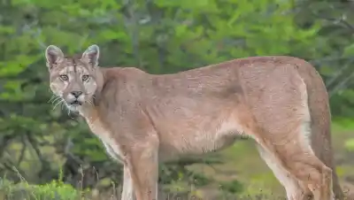 Alerta en Fernández Oro: vieron un puma cerca de la Ruta 65 y lo que hallaron después en un corral