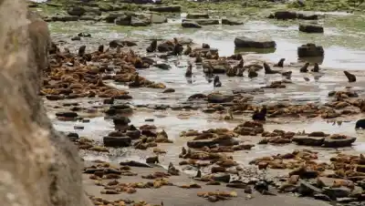 El virus que mató a más de 1.200 lobos marinos escondía un secreto que no se había visto nunca