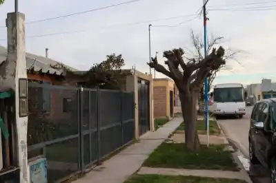 Le llegó una multa de $420.000 por podar el árbol de su vereda: lo que ella esperaba desde hace meses