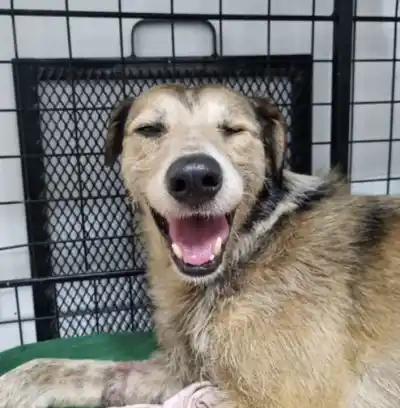 Rescataron a Nico del petróleo, pero nadie puede adoptarlo: qué exige la organización
