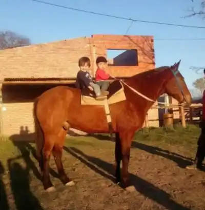 Mataron a un caballo para carnearlo y el autor terminó con una pena inesperada