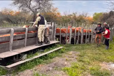 Cargaban 13 vacunos en un camión cuando la Policía los sorprendió: dos detenidos y dos prófugos