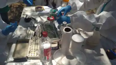 El estudio que encendió las alarmas en Catamarca: qué encontraron en 60 roedores
