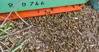 Lo que encontraron en la costa del río Negro dejó mudos a los apicultores de Mainqué