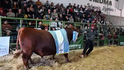 La Rural de Viedma cerró con un remate histórico: los números que sorprendieron a todos