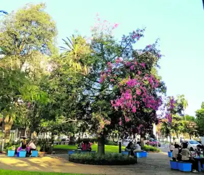 El secreto que florece en la plaza San Martín: la historia que esconde un árbol y que muy pocos conocen