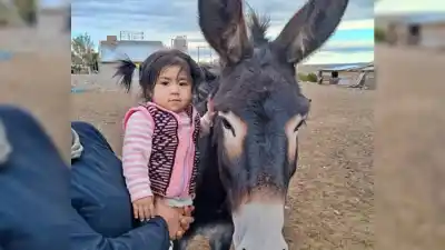 Criaron a mamadera a un caballito y una burrita: lo que hicieron con ellos en la ruta 22