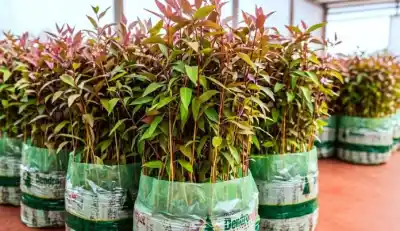 Misiones relanza un plan que ya dejó 33 millones de plantines: por qué ahora busca más leña