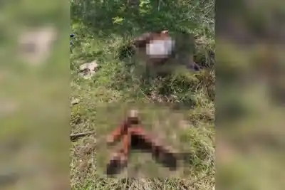 Cortaron los alambrados, faenaron la vaca y se llevaron todo: el campo de Monte Caseros que ya vivió esta pesadilla