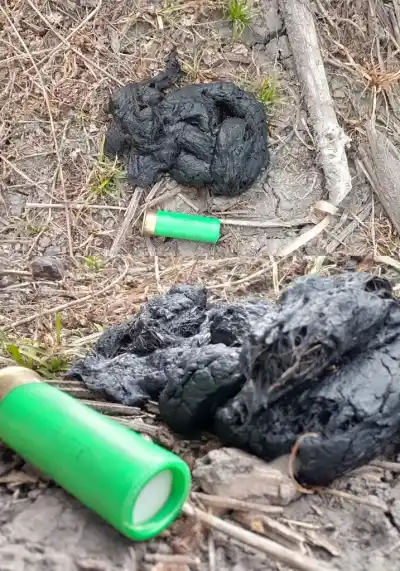 Un felino enorme dejó su marca en una estancia chaqueña: lo que encontraron después