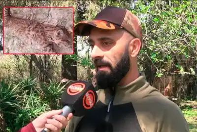 Encontró a un gato montés en su campo y lo que hizo después despertó una investigación
