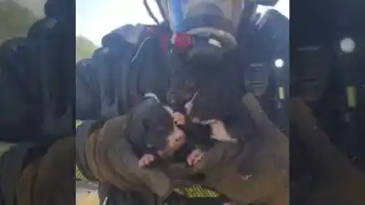 Entraron a combatir el fuego y se toparon con nueve pares de ojos que los miraron desde el humo