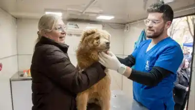 Tucumán: castraciones gratuitas para perros y gatos, pero hay condiciones que muchos dueños no conocen
