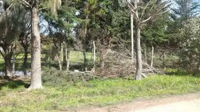 Talan árboles centenarios en Rodeo: el destino de la leña que nadie esperaba