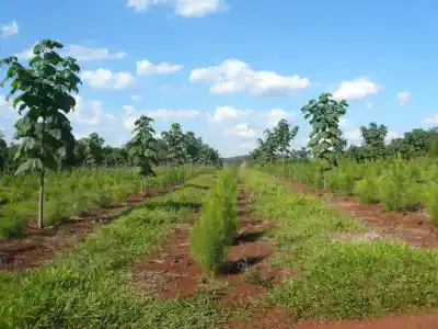 En Misiones dejaron de plantar pinos y eucaliptos: el dato que preocupa a cientos de aserraderos