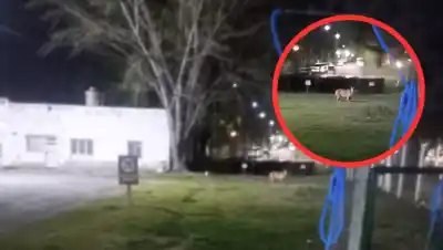 Un puma sorprendió a un sereno en un campo de lúpulo y ahora piden una sola cosa a los vecinos