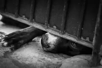 Un vecino le disparó a su perro y lo que reveló después descolocó al dueño