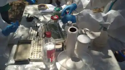 Catamarca: detectaron hantavirus en dos ratones silvestres y encienden las alarmas