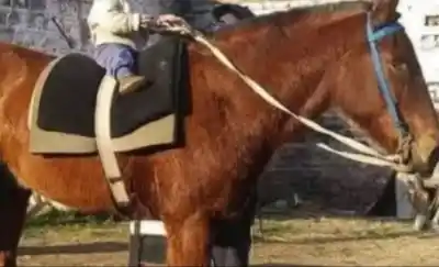 Mató a Tomasito, el caballo que paseaban los chicos de Acha, y la Justicia tomó una decisión