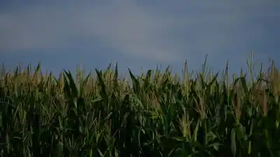 El Pacífico ya está caliente: la apuesta del campo que puede cambiar la cosecha