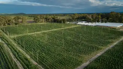 Palpalá: la millonaria planta de cannabis que avanza en El Remate y el detalle que nadie puede explicar