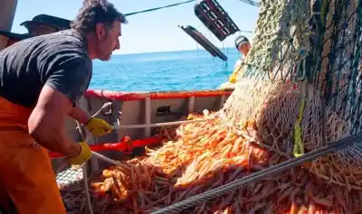 Río Negro pone techo a la pesca en el Golfo San Matías: las lanchas que no salen hace tres años quedan afuera