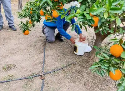 Suelen un millón de moscas estériles en el campo puntano: el detalle que casi nadie conoce