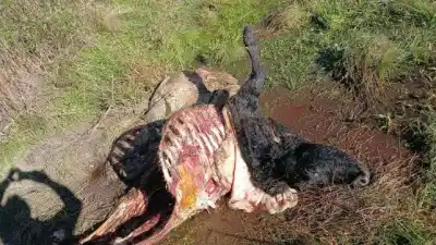 El campo que ya no duerme: faenaron nueve animales en 20 días y el productor tomó una decisión extrema