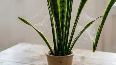 Alerta en tu hogar: La señal oculta en tu planta favorita que revela una invasión silenciosa
