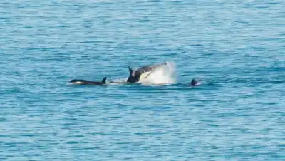 Una matriarca de más de 50 años volvió a liderar el regreso de las orcas a las costas de Río Negro