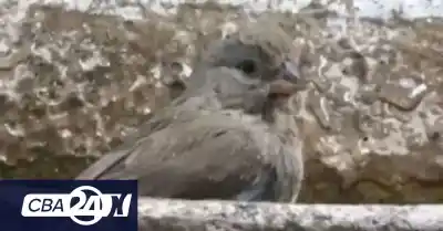 Un fotógrafo se bañaba en Unquillo y terminó capturando un ave que casi nadie vio en Córdoba