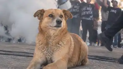Murió Rabito, el perro que se hizo hincha de Cipolletti y ahora quieren homenajear