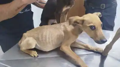 Quieren cambiar la ley de maltrato animal, pero hay un detalle que nadie te cuenta