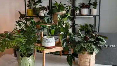 El secreto de la planta que sobrevive a todo: el truco que pocos conocen para que no se muera en tu casa