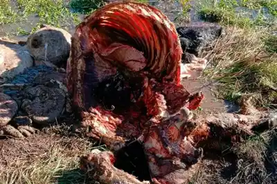 Le carnean nueve animales en menos de un mes y el campo entró en estado de alerta