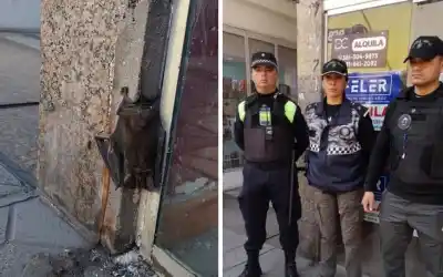 Lo que encontró una vecina en pleno centro: el animal que nadie retiraba desde el viernes