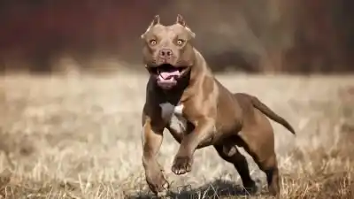 Paseaba con su perro por Trelew y un pitbull suelto le desató el infierno