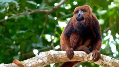 Piñalito Sur se prepara para una fiesta que busca salvar a un animal en extinción