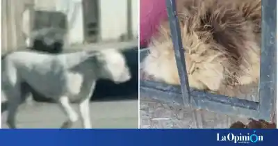 Un dogo atacó a una perra en Río Gallegos y el desenlace desató la bronca de los proteccionistas