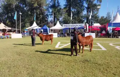 La Banda se convierte en el epicentro ganadero del país: más de 420 animales y 80 cabañas en una muestra clave