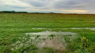 Lluvias en la región núcleo: Un alivio que se transforma en pesadilla para la cosecha