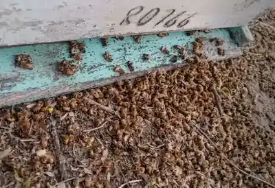 Nueve millones de abejas muertas en Mainqué: la sospecha que incomoda a los productores
