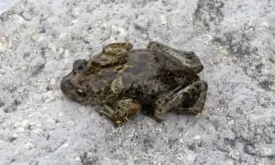 El anfibio que solo existe en Neuquén y que casi nadie conoce