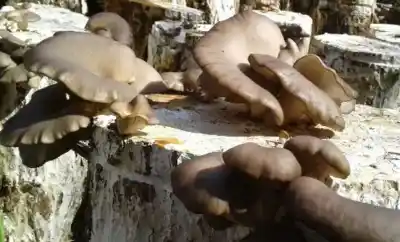 El curso gratuito de hongos que ya tiene lista de espera: cómo anotarse