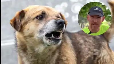 Tu perro gruñe y ataca: el adiestrador canino que reveló la verdadera razón que muchos dueños ignoran