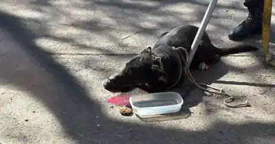 Se negaba a dejar solo a su dueño tirado en la calle: qué pasó con el perro
