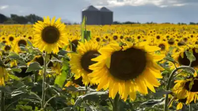 El girasol arranca con una cifra que no se veía: qué hay detrás de los US$ 2400 millones