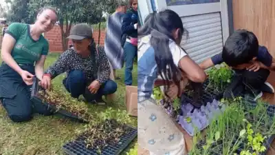 Repartieron más de 6.400 plantines en un barrio de Eldorado: qué se llevó cada familia