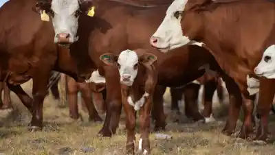 El collar que quieren ponerle al ganado patagónico: qué podrá detectar antes de que sea tarde